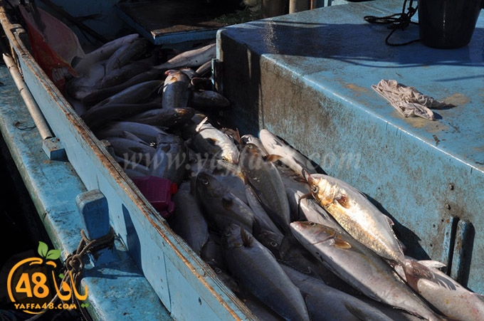 samak antayasa (14).JPG